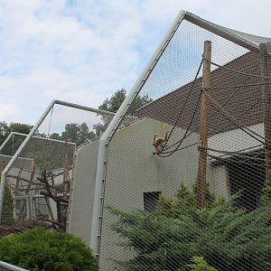 Gibbon Enclosure