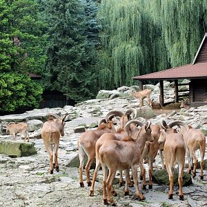 Barbary Sheep Enclosure