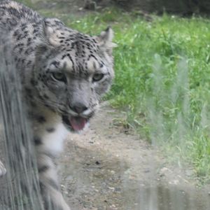 Snow Leopard