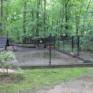 Muntjac Enclosure