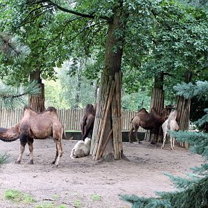Camel Enclosure