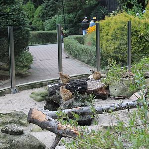 Meerkat Enclosure