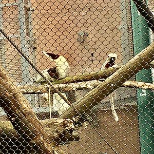 Primate Reserve - Coquerel's Sifakas