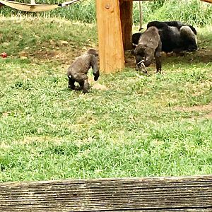 Primate Reserve - Western Lowland Gorillas (1)