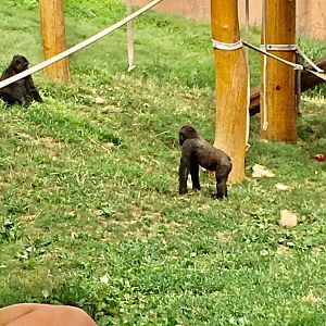 Primate Reserve - Western Lowland Gorillas (2)