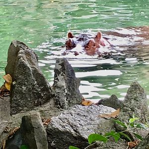 African Plains - Hippopotamus