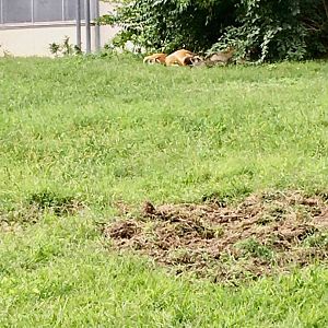 African Plains - Red River Hogs
