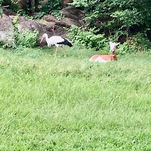 African Plains - Dama Gazelle (White Stork to the left)