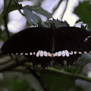 Butterfly ID please?