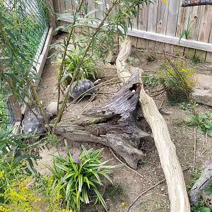 3 Palms Zoo: tortoises in first exhibit