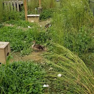 3 Palms Zoo: duck in North America aviary
