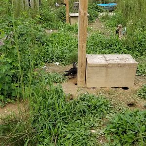 3 Palms Zoo: ducks in North America aviary