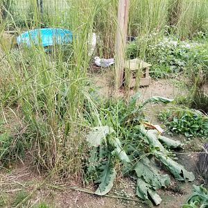 3 Palms Zoo: gull in North America aviary