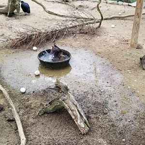 3 Palms Zoo: Asia aviary