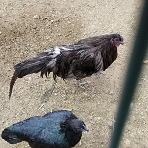 3 Palms Zoo: chickens in Asia aviary