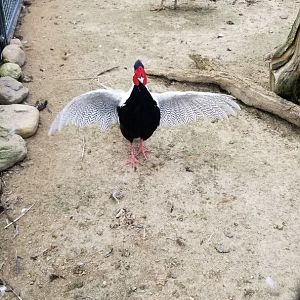 3 Palms Zoo: Himalayan silver pheasant
