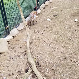 3 Palms Zoo: ringneck pheasant
