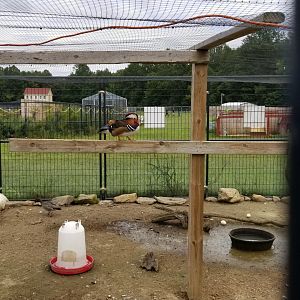 3 Palms Zoo: Asia aviary