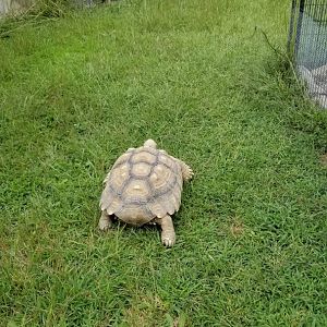 3 Palms Zoo: wandering tortoise