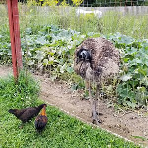 3 Palms Zoo: emu and chickens
