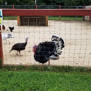 3 Palms Zoo: turkeys