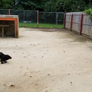 3 Palms Zoo: chickens in with turkeys