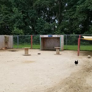 3 Palms Zoo: llama, goat, chickens