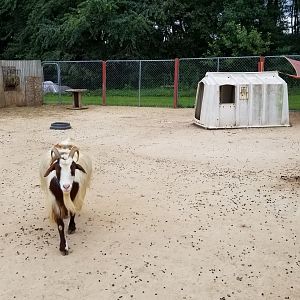 3 Palms Zoo: goats, chickens