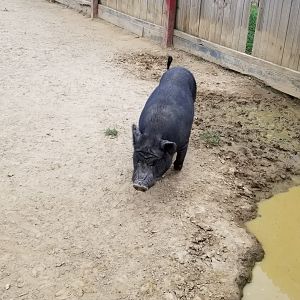 3 Palms Zoo: pigs