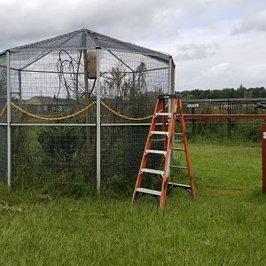 3 Palms Zoo: eastern screech owl