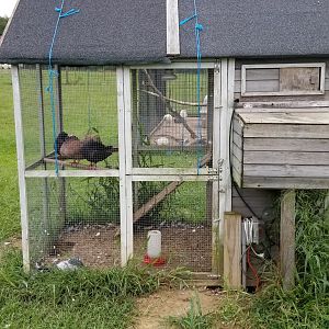 3 Palms Zoo: pigeons