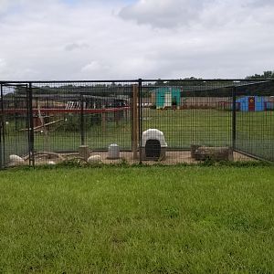 3 Palms Zoo: guinea fowl