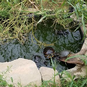 3 Palms Zoo: turtles