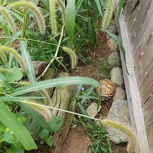 3 Palms Zoo: tortoise