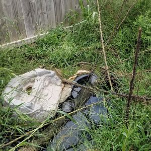 3 Palms Zoo: turtles