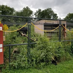 3 Palms Zoo: black vultures (signed turkey vulture)