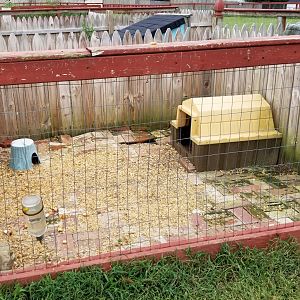 3 Palms Zoo: guinea pigs