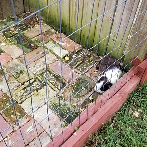3 Palms Zoo: guinea pig