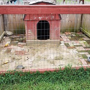 3 Palms Zoo: tortoises