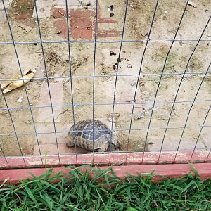3 Palms Zoo: tortoise