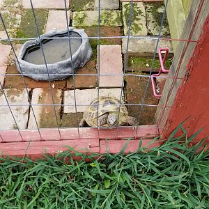 3 Palms Zoo: tortoise