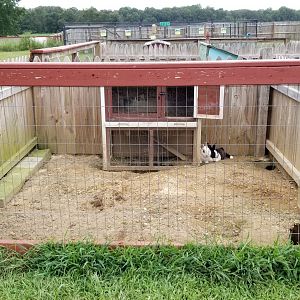 3 Palms Zoo: rabbits