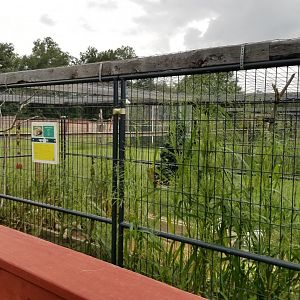 3 Palms Zoo: groundhog exhibit
