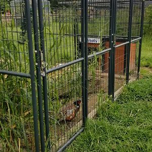 3 Palms Zoo: ringneck pheasant in groundhog exhibit