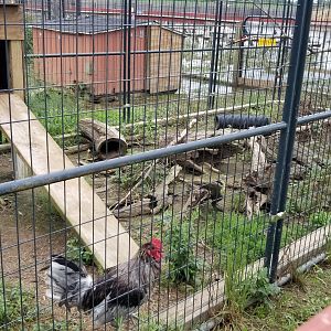 3 Palms Zoo: skunk exhibit with chickens