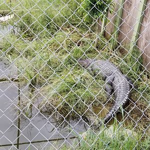 3 Palms Zoo: alligator