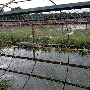 3 Palms Zoo: other alligator