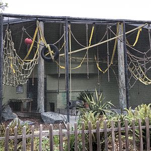 Brown-headed spider monkey exhibit (1 of 2)