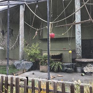 Brown-headed spider monkey exhibit (2 of 2)