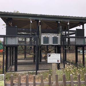 Brown-headed spider monkey transfer chute